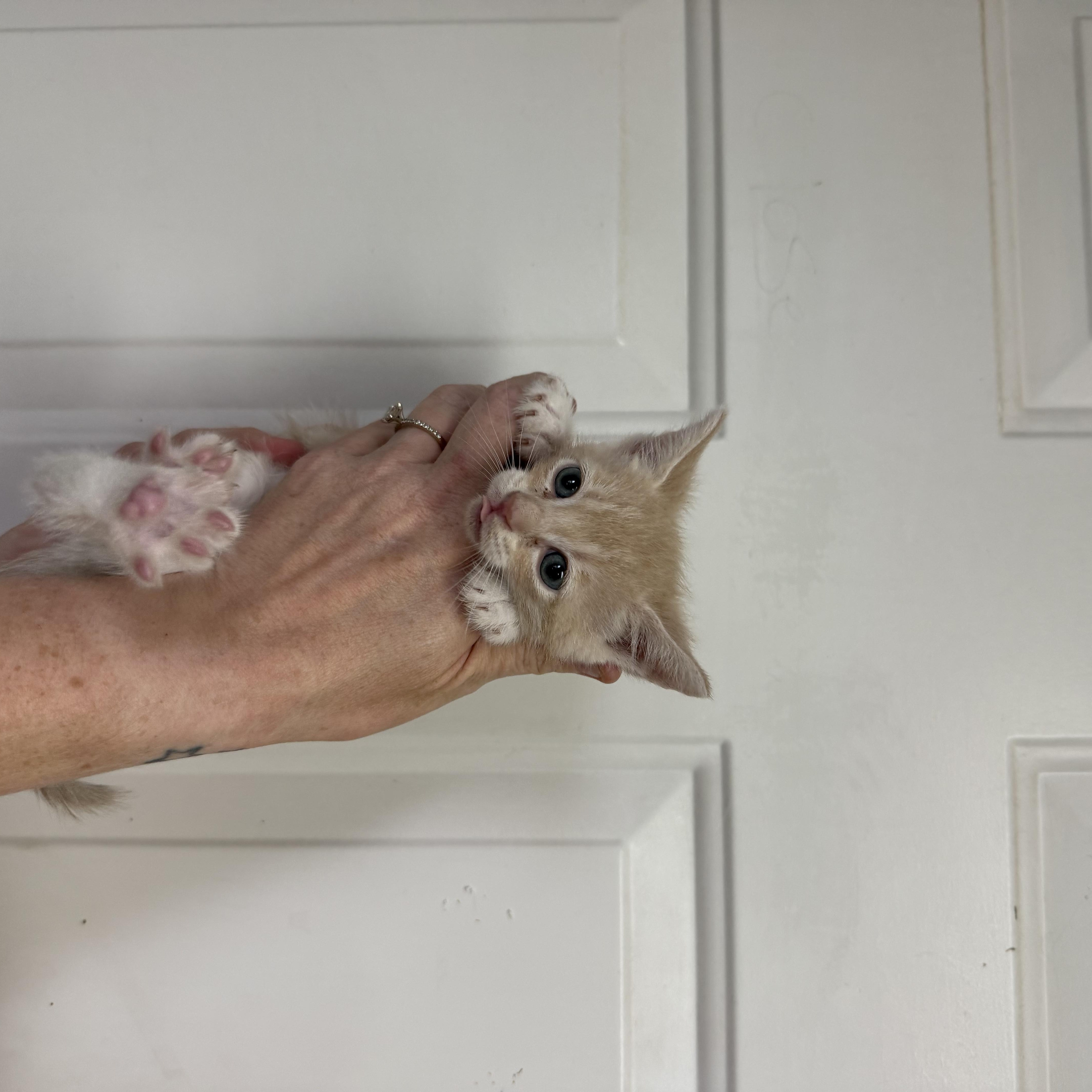 A baby medium-sized male Tabby cat named Scallywag for adoption in Columbia, SC