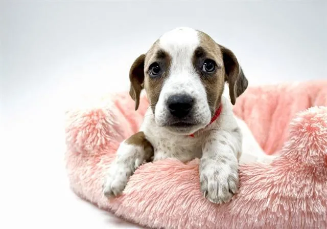 A baby medium-sized female Labrador Retriever dog named Clara for adoption in Fort Lauderdale, FL