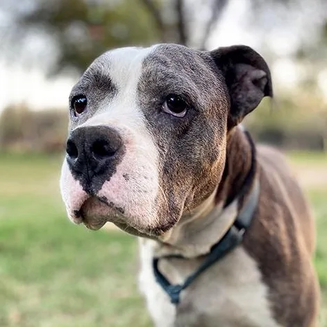 An adult medium-sized female American Staffordshire Terrier dog named Corina for adoption in Brookeville, MD