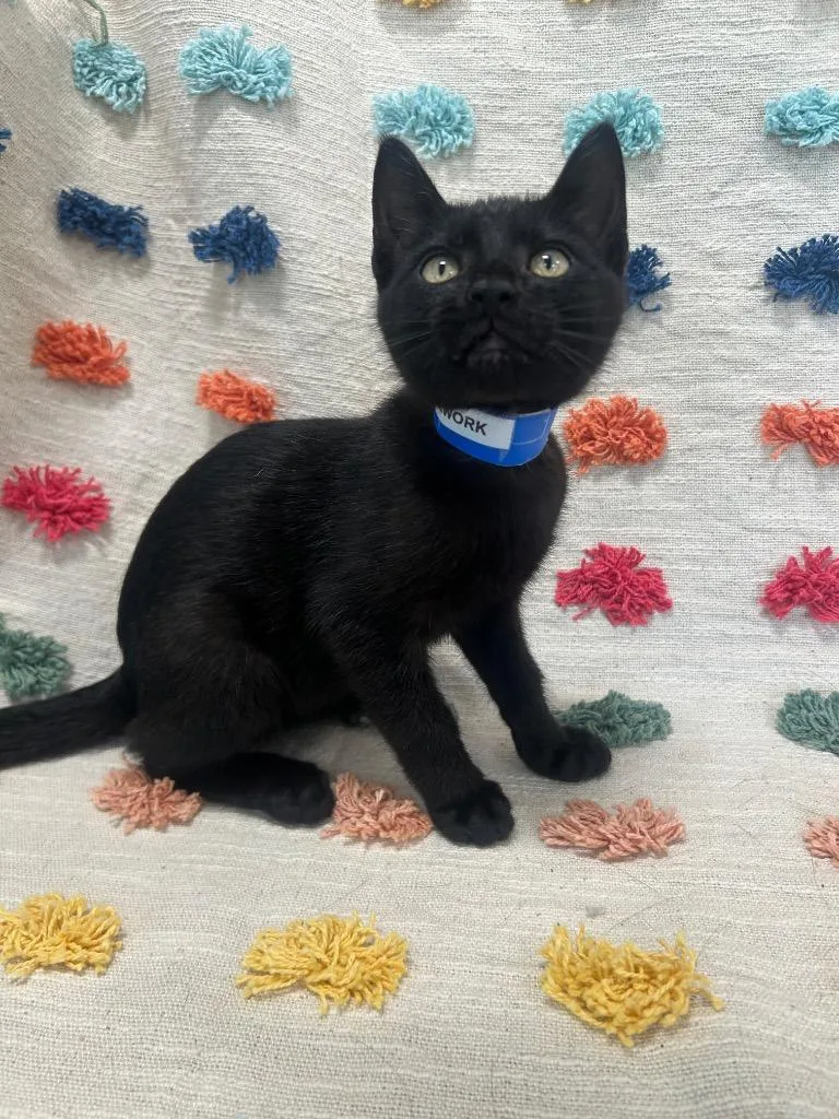A baby medium-sized male Domestic Short Hair cat named Firework for adoption in Denham Springs, LA