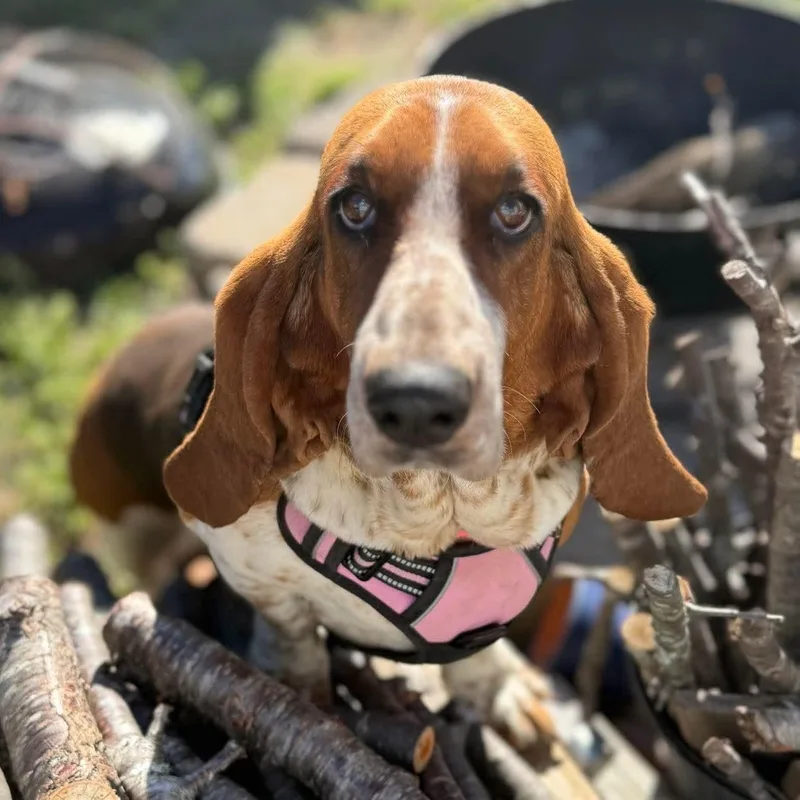 Rosie