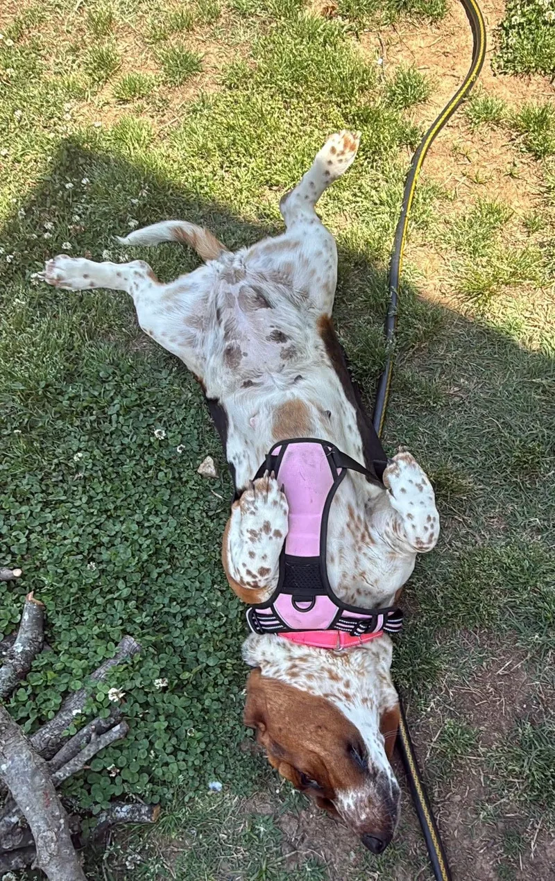 Rosie thumbnail 3