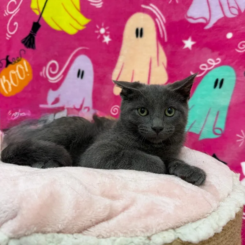 A baby small-sized male Domestic Short Hair cat named Lime for adoption in Deerfield, IL