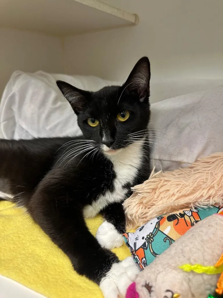 A young medium-sized female Domestic Long Hair cat named Bella for adoption in Johnson City, TN