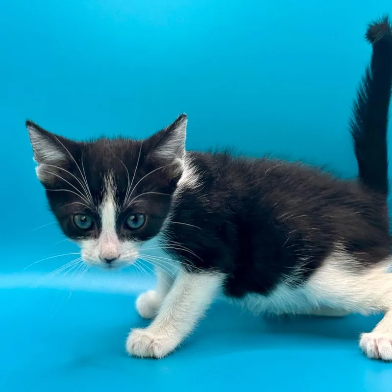 A baby small-sized female Black Domestic Short Hair cat named Yabba for adoption in Los Angeles, CA