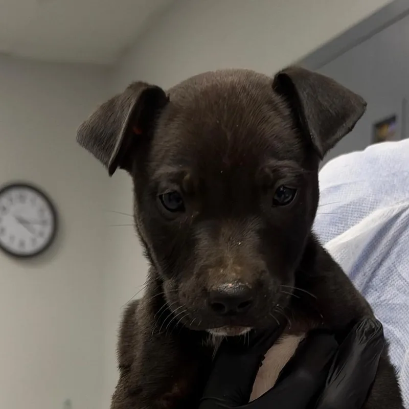 A baby small-sized male Mixed Breed dog named Thor for adoption in Greenville, SC