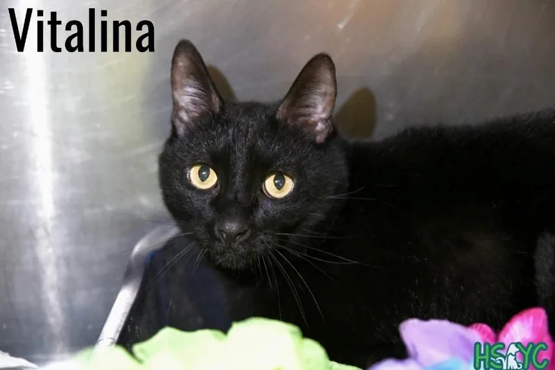 An adult medium-sized female Domestic Short Hair cat named Vitalina for adoption in Fort Mill, SC