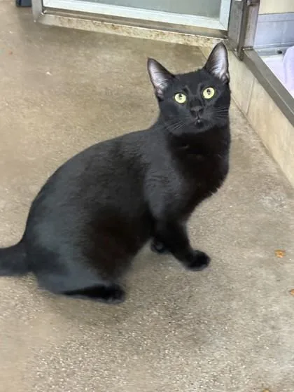 A young small-sized male Domestic Short Hair cat named Panthero for adoption in Honolulu, HI