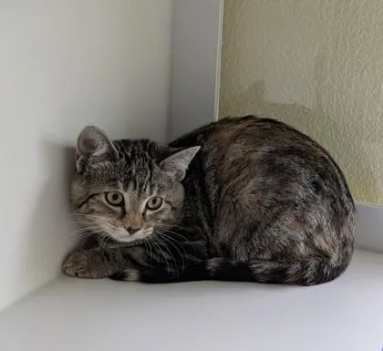 A baby small-sized female Domestic Short Hair cat named Flame for adoption in Divide, CO