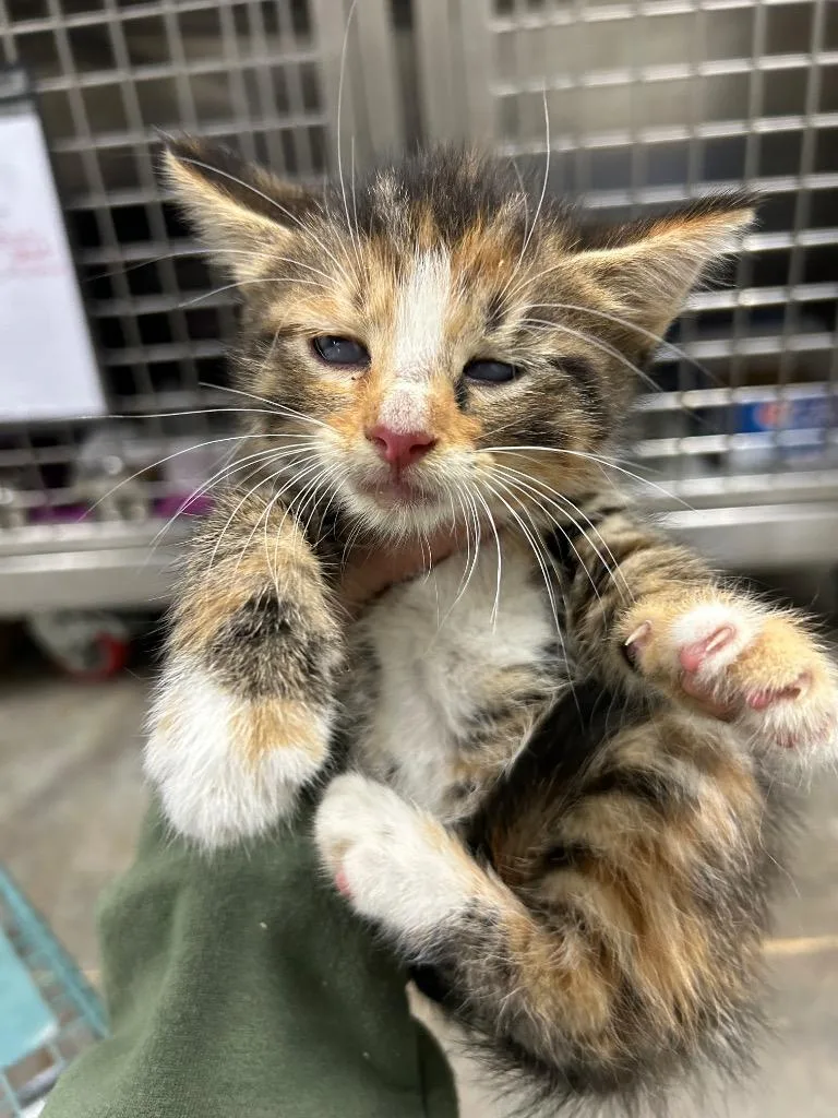 A baby small-sized female Domestic Short Hair cat named Jackie for adoption in Chickamauga , GA