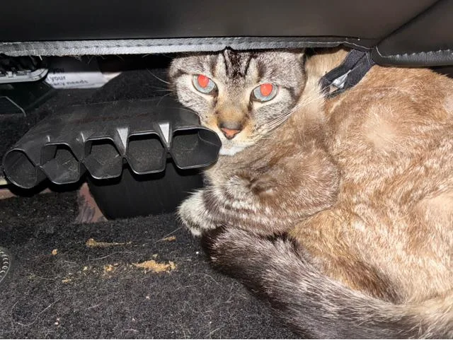 An adult small-sized male Domestic Short Hair cat named Banks for adoption in West Palm Beach, FL
