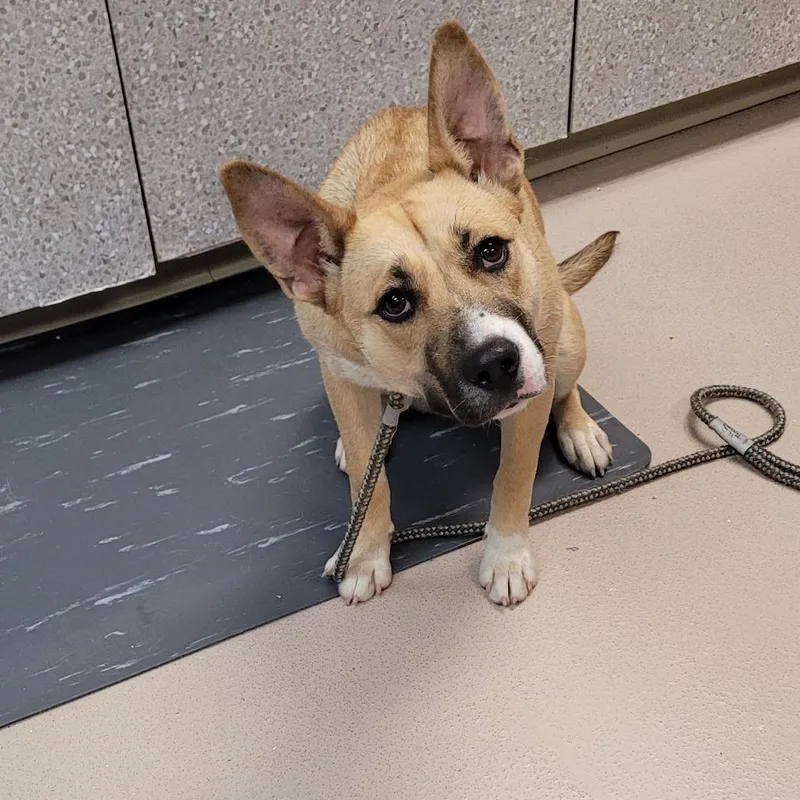 An adult medium-sized female Yellow / Tan / Blond / Fawn Mixed Breed dog named Maize for adoption in Vineland, NJ