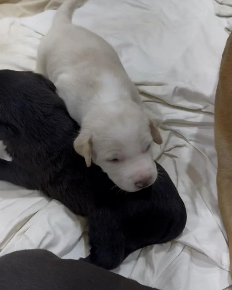 A baby small-sized male Retriever dog named Ruby's Final : Shiloh for adoption in Dallas, TX