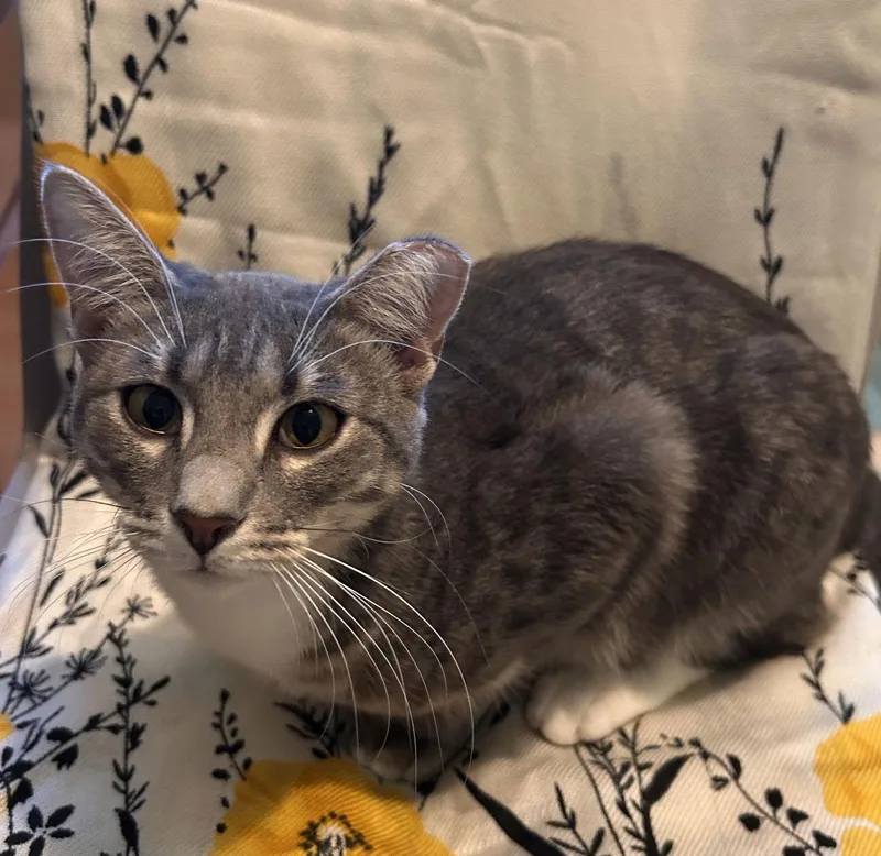 A young medium-sized female Tabby cat named April Snugglequeen for adoption in Houston, TX