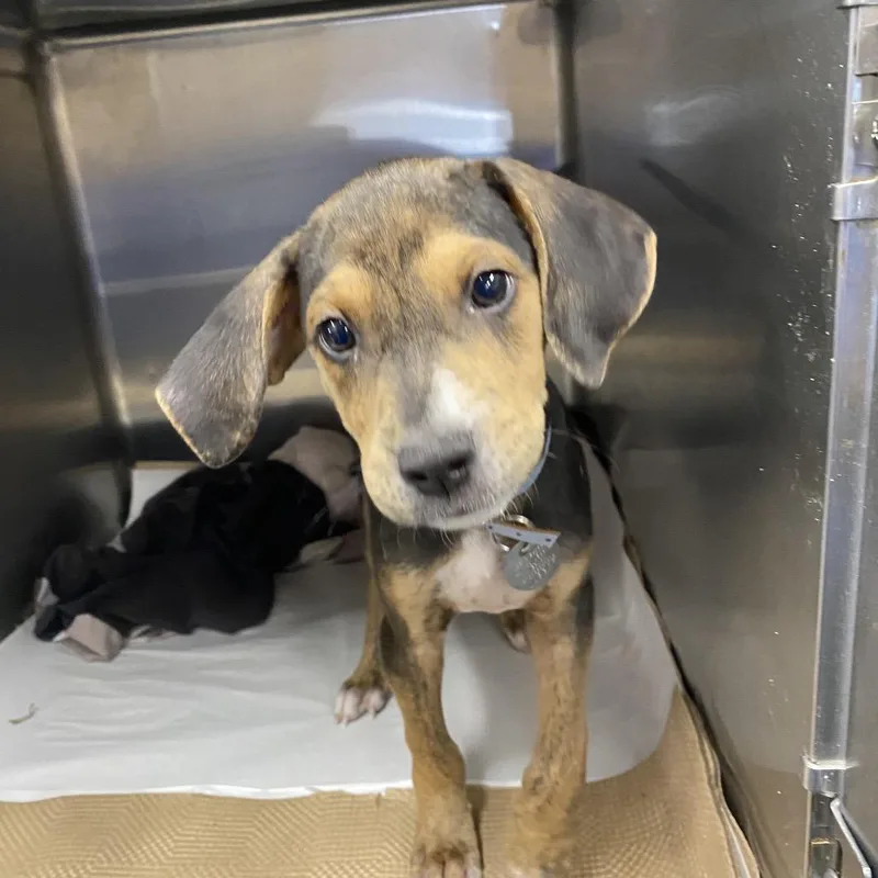 A baby small-sized male Mixed Breed dog named LA Rango for adoption in Port Washington, NY
