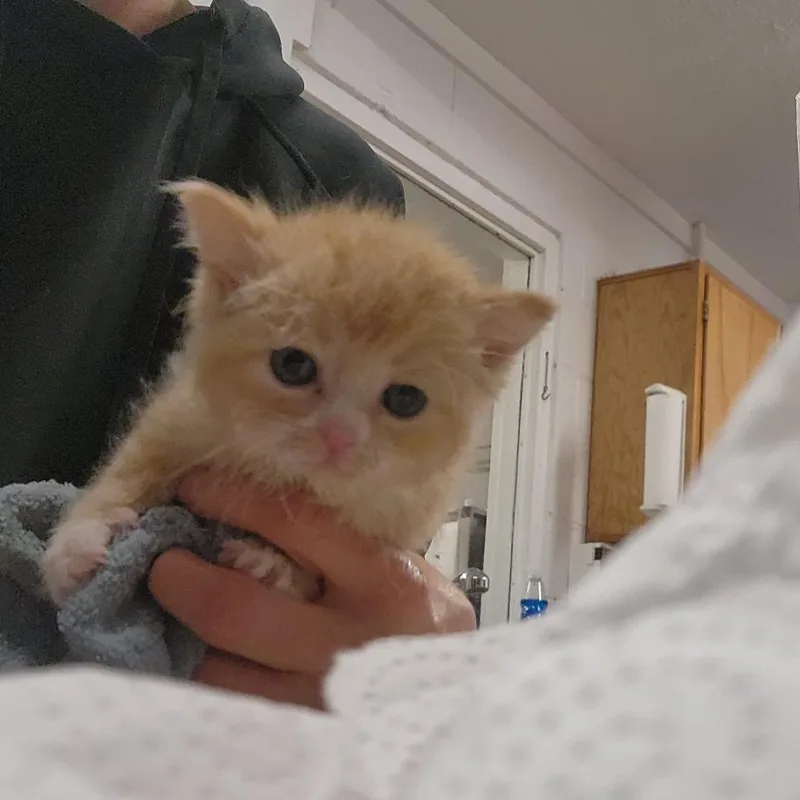 A baby small-sized male Orange / Red Domestic Short Hair cat named Sunny for adoption in Evensville, TN