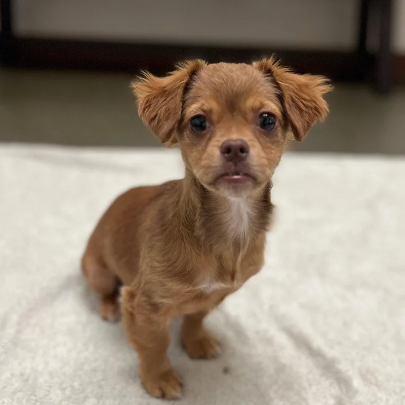 A baby small-sized female Terrier dog named Cricket The Puppy! for adoption in Burlingame, CA
