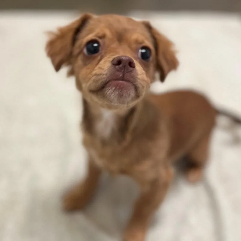 Cricket The Puppy! thumbnail 2