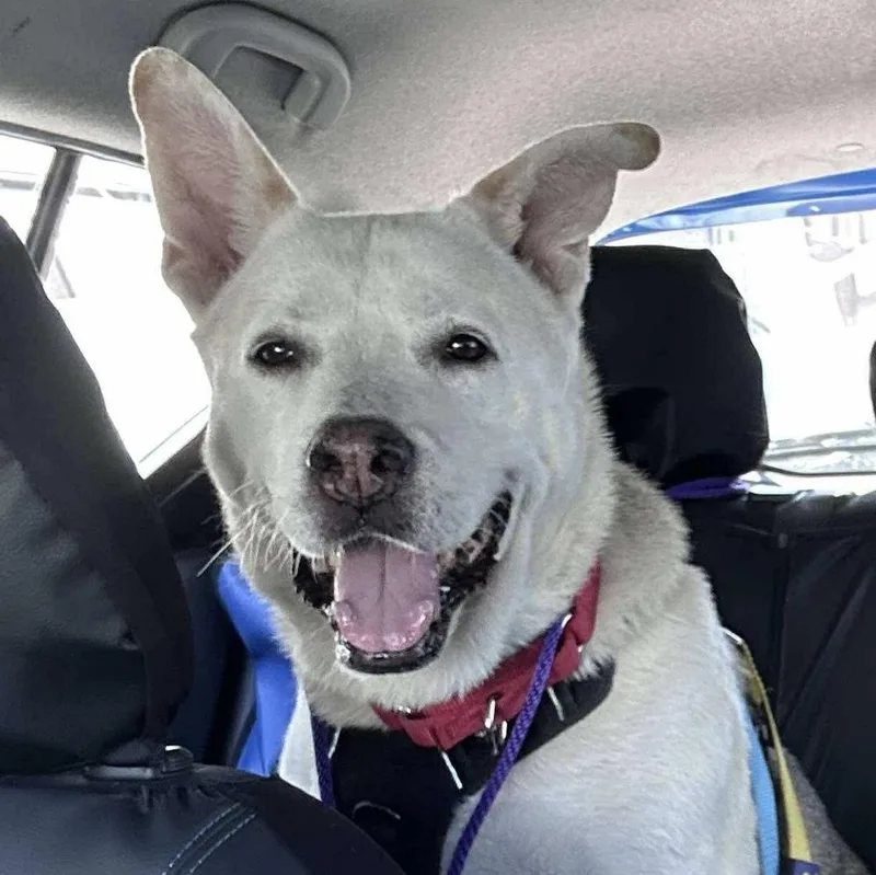 A senior large-sized male German Shepherd Dog dog named Akiko for adoption in Long Island City, NY