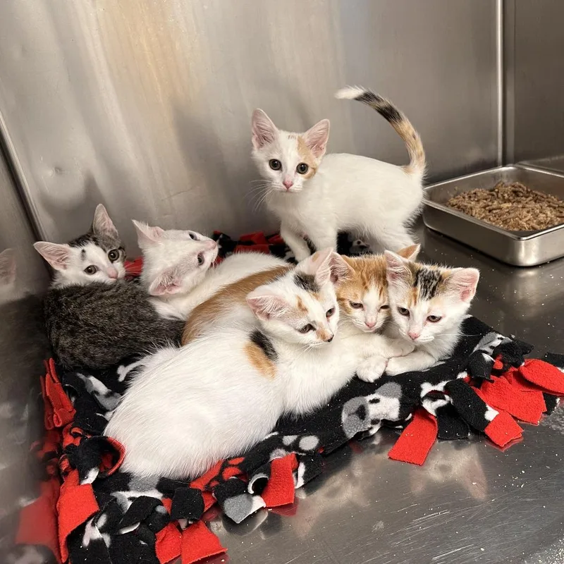 A baby small-sized male White Domestic Short Hair cat named Toast for adoption in Medford, OR