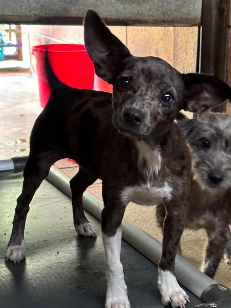 A baby medium-sized female Terrier dog named Teresa for adoption in Swainsboro, GA