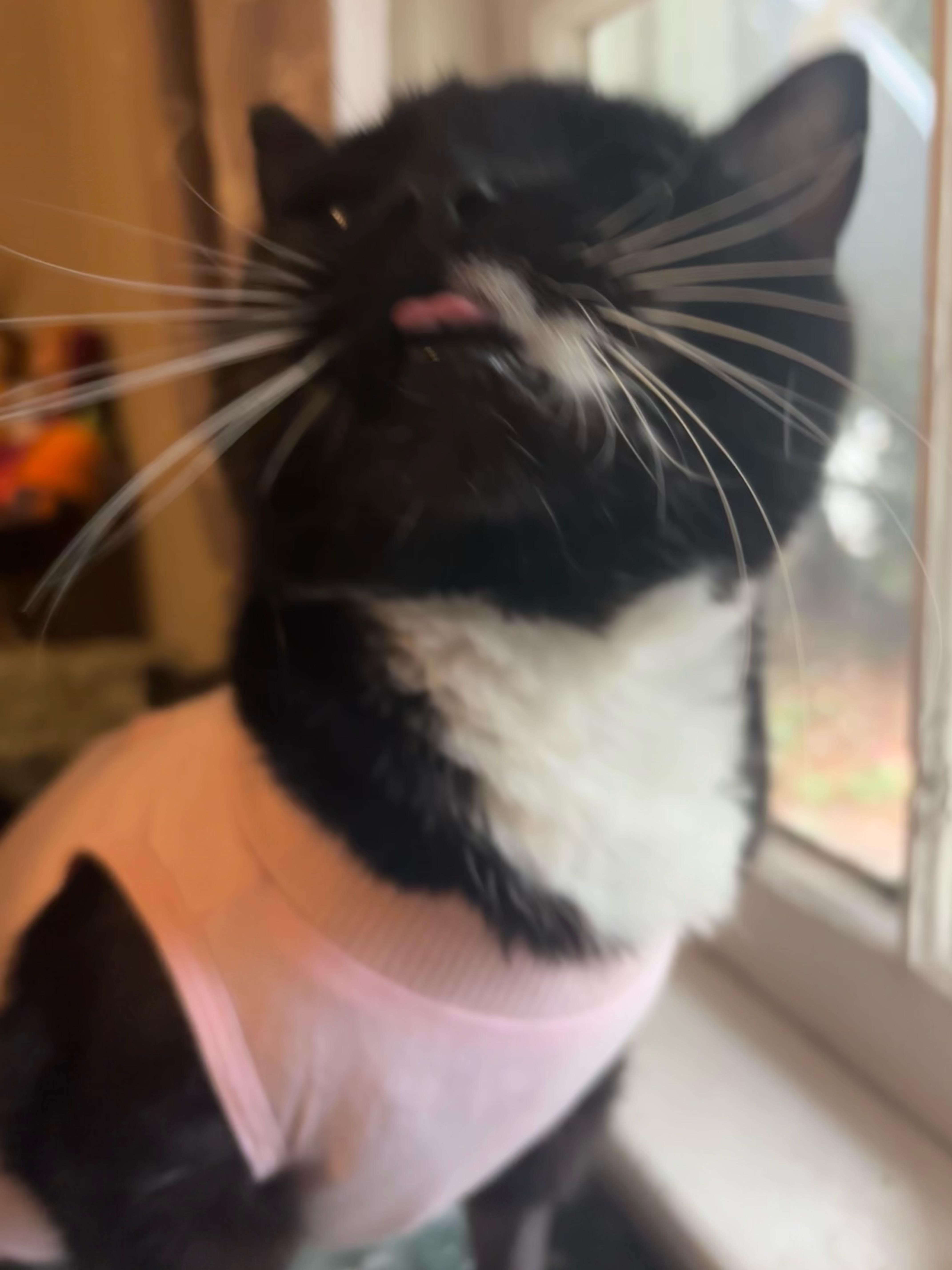 An adult medium-sized female Black & White / Tuxedo Domestic Short Hair cat named Mj for adoption in Statesboro, GA