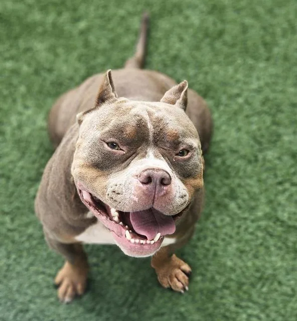 An adult medium-sized male Mixed Breed dog named Prince for adoption in Palmetto, FL