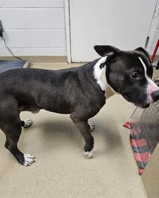 A young large-sized male Pit Bull Terrier dog named Cabin for adoption in Easton, MD