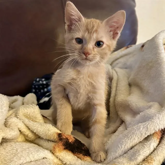 A baby small-sized male Domestic Short Hair cat named Patrick for adoption in San Antonio, TX