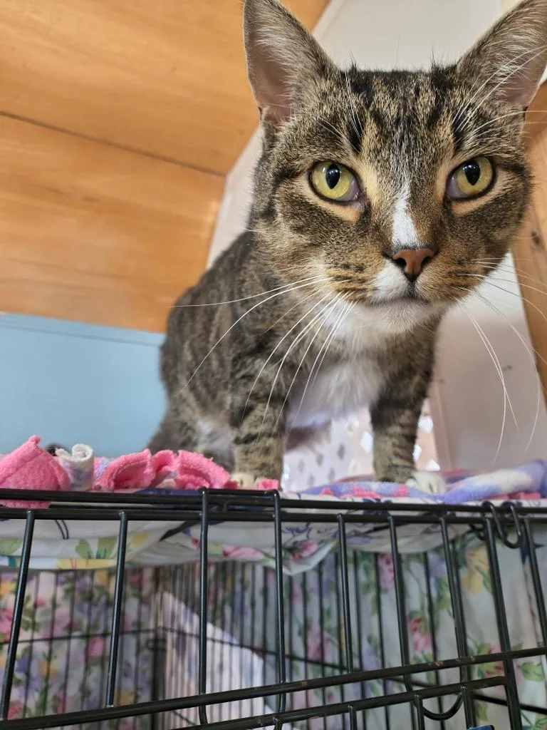 An adult large-sized female Domestic Short Hair cat named Hedwig for adoption in Berlin, MD