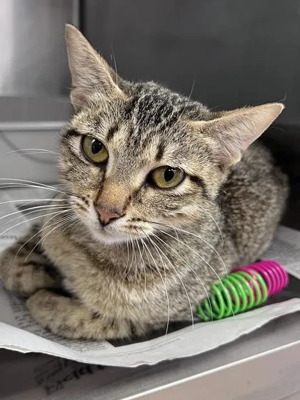 An adult small-sized female Domestic Short Hair cat named Selma for adoption in Houston, TX