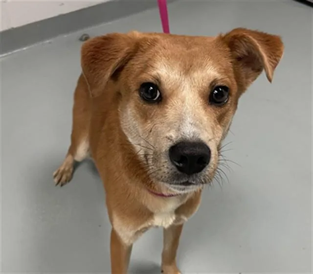 An adult medium-sized male Mixed Breed dog named Earnie for adoption in Saint Cloud, FL
