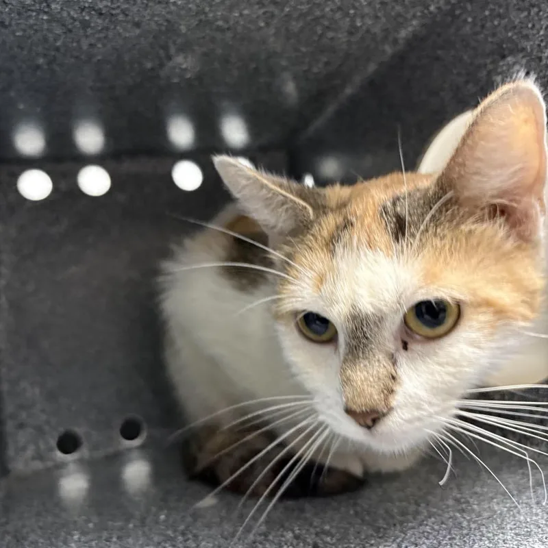 An adult medium-sized female Buff / Tan / Fawn Domestic Short Hair cat named Lala for adoption in Newark, NJ