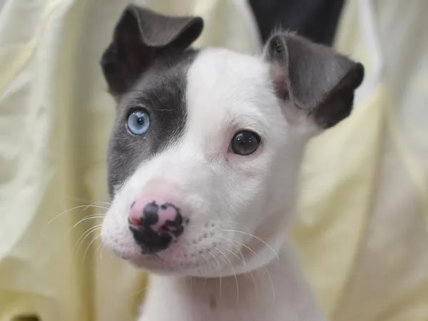 A baby small-sized male Australian Cattle Dog / Blue Heeler dog named Luca for adoption in Portland, OR