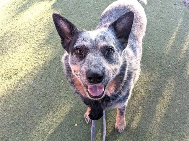 An adult large-sized male Australian Cattle Dog / Blue Heeler dog named Chappie for adoption in Phoenix, AZ