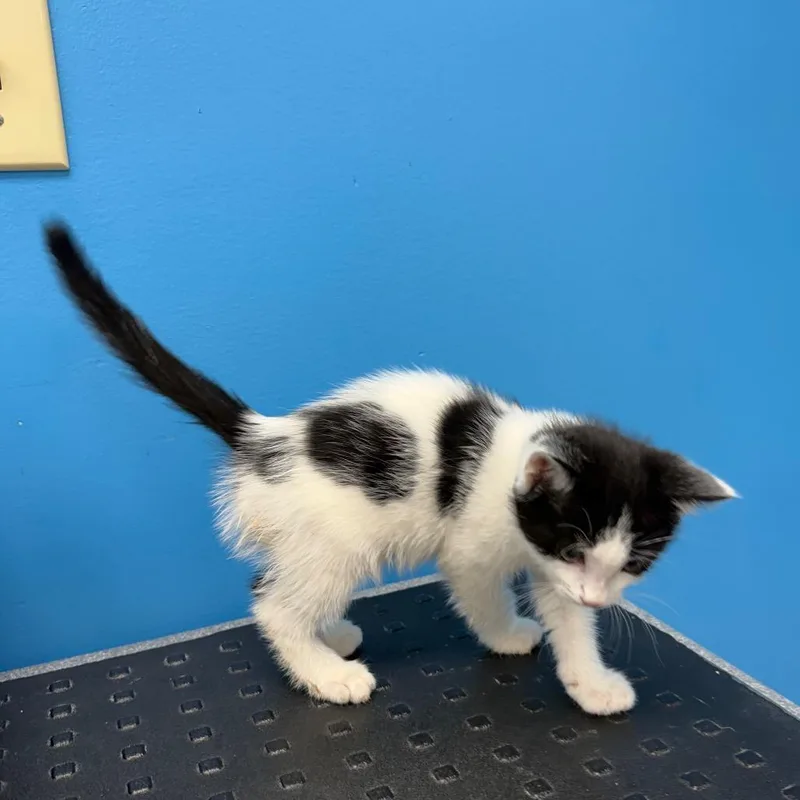 A baby small-sized male White Domestic Short Hair cat named Rosie for adoption in Mebane, NC