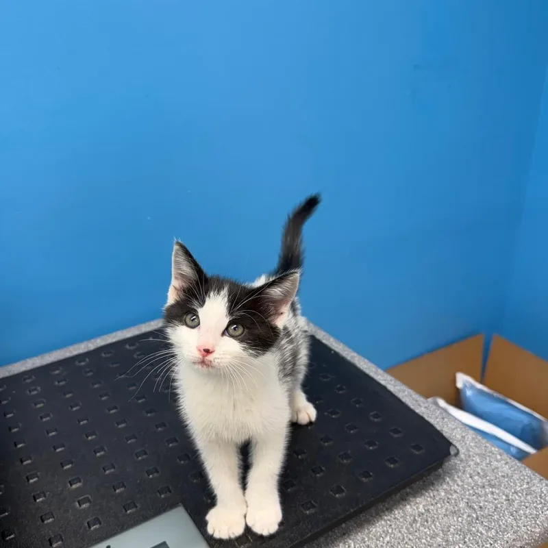 Rosie thumbnail 3