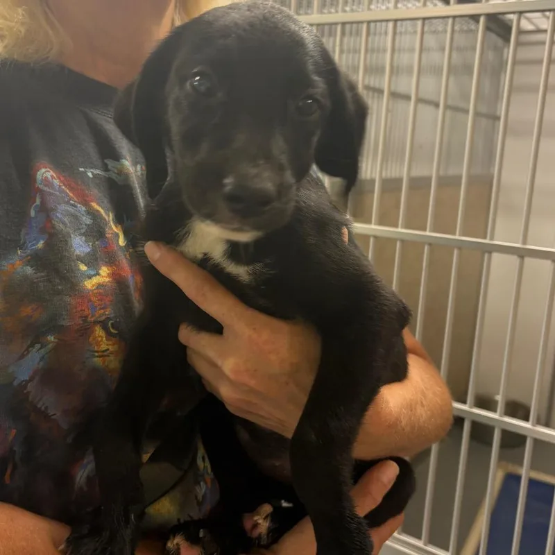 A baby medium-sized female Labrador Retriever dog named Demi for adoption in Pennsville, NJ