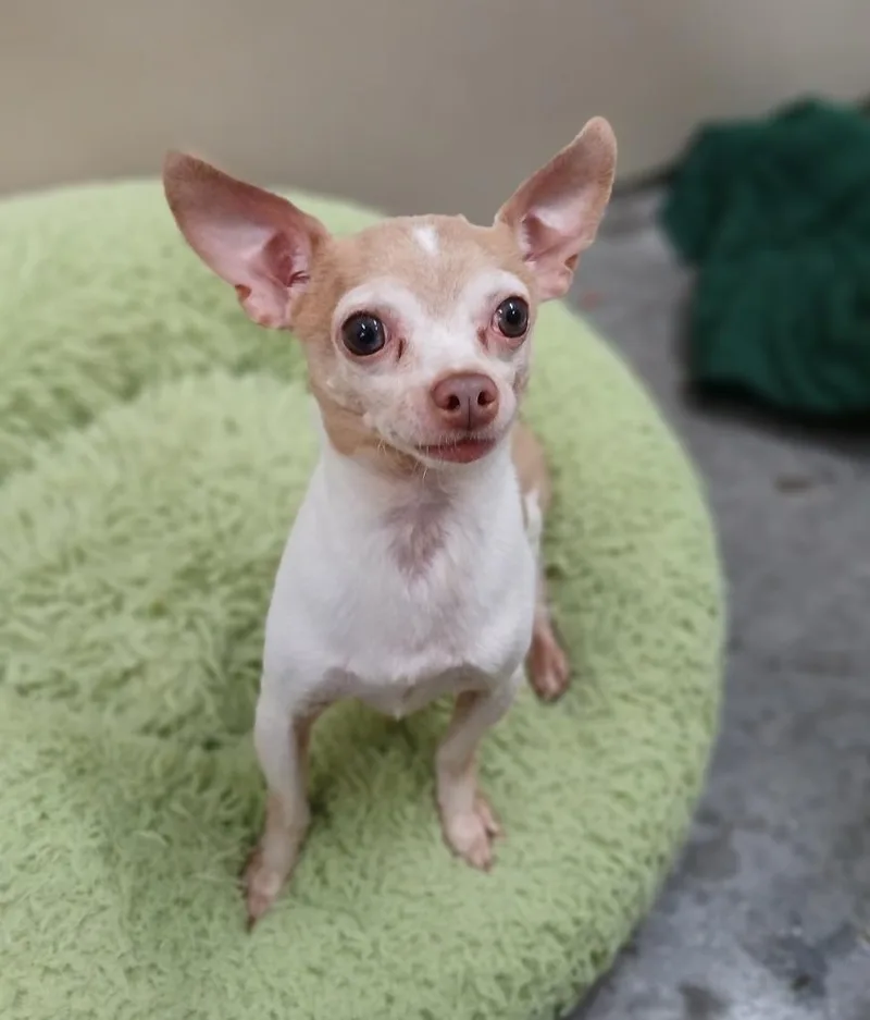 An adult small-sized male Chihuahua dog named Nacho for adoption in Ladysmith, WI