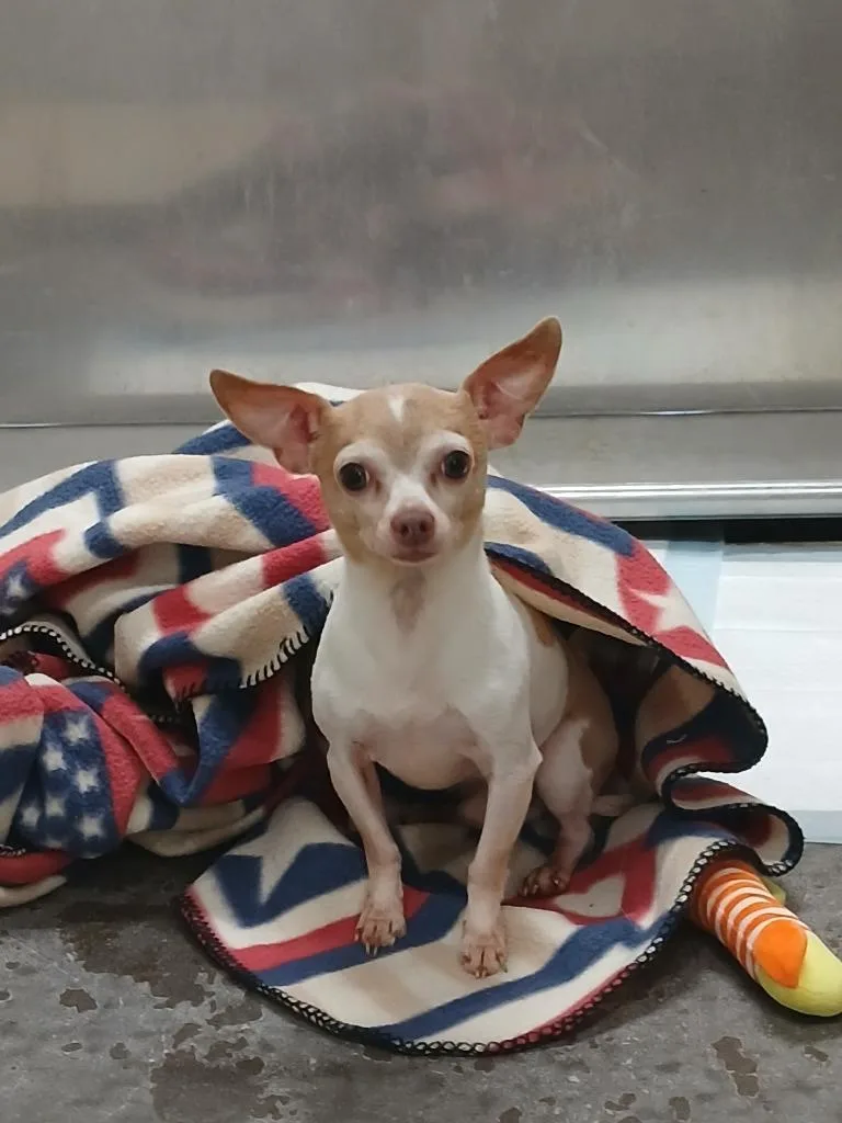 Nacho thumbnail 2