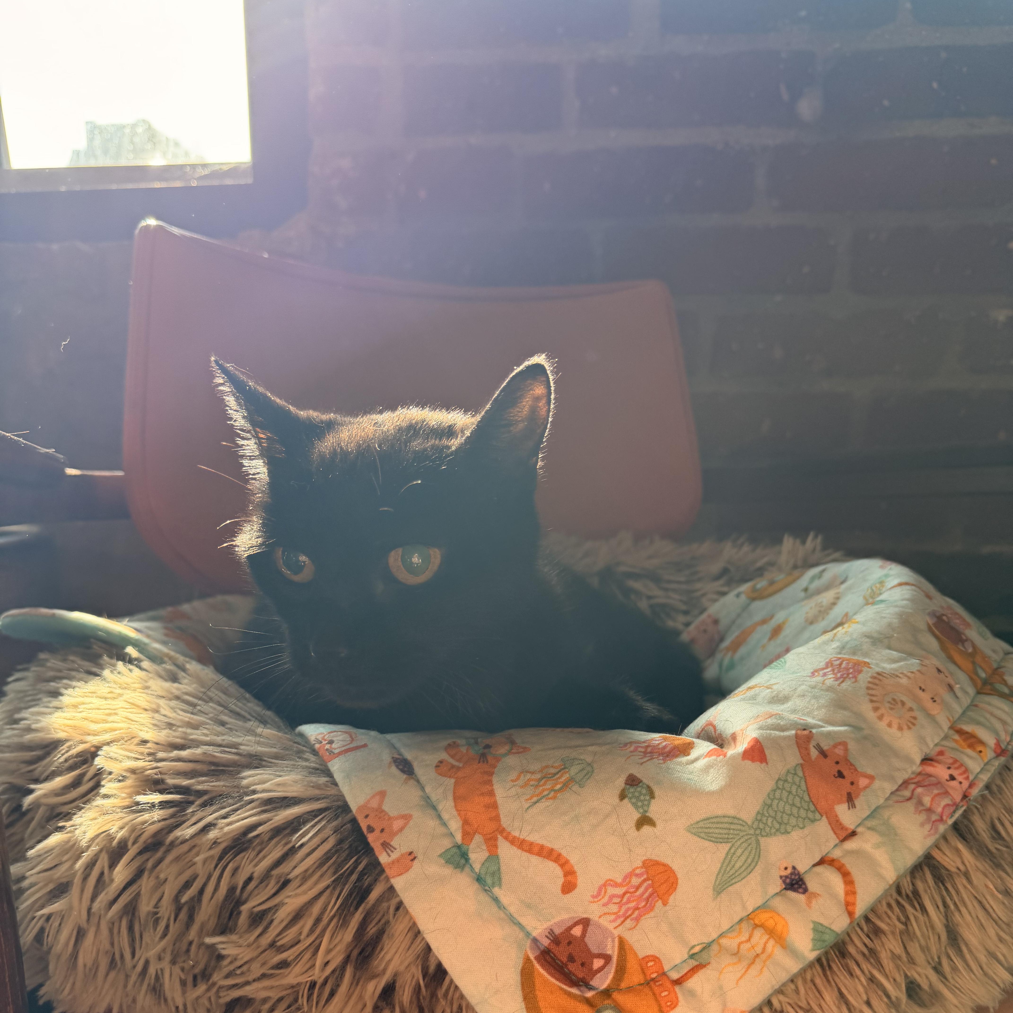 A senior medium-sized female Black Domestic Short Hair cat named BeeBee for adoption in Scranton, PA