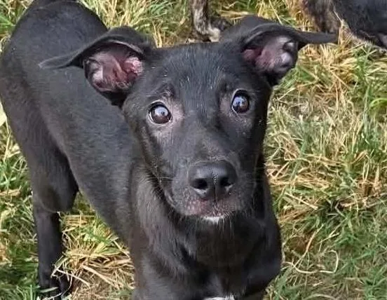 A baby medium-sized female Terrier dog named Rory for adoption in Anniston, AL