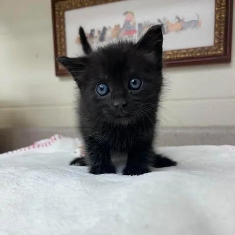 A baby small-sized male Black Domestic Long Hair cat named Ravioli for adoption in Bastrop, TX
