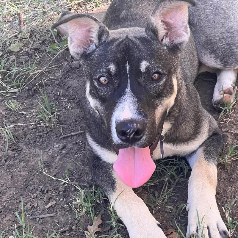 An adult medium-sized male Gray / Blue / Silver Husky dog named Ranger Fka Balto for adoption in Denison, TX