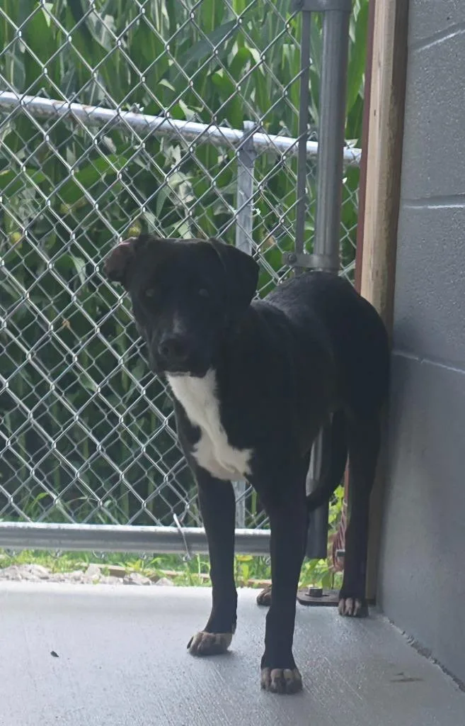 A baby medium-sized male Labrador Retriever dog named BennyEbenezer for adoption in Greencastle, IN