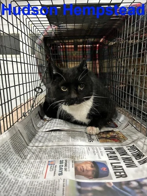 Hudson Hempstead thumbnail 2