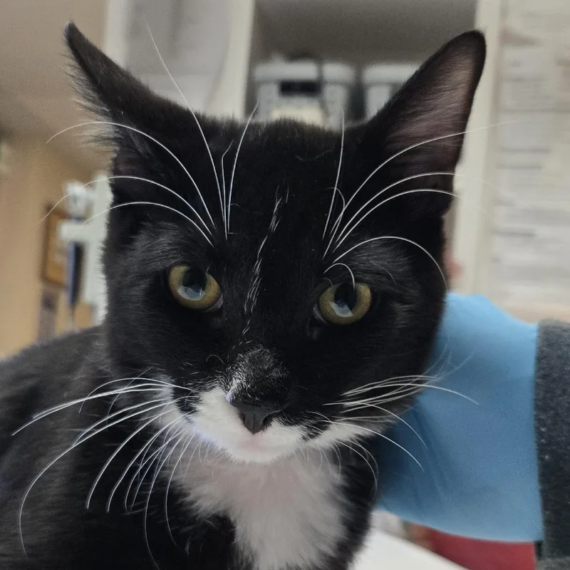 An adult medium-sized male Black Domestic Short Hair cat named Munch for adoption in Flagstaff, AZ