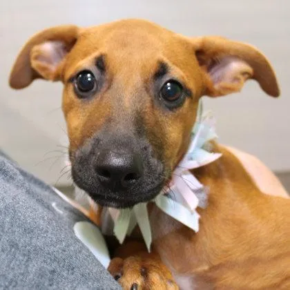 A young medium-sized female Merle (Red) Mixed Breed dog named Cerulean Warbler for adoption in Lansing, MI