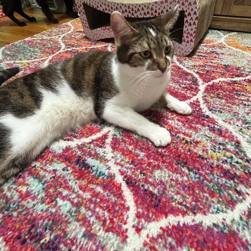 An adult large-sized male Brown / Chocolate Domestic Short Hair cat named Kreacher for adoption in Granville, OH