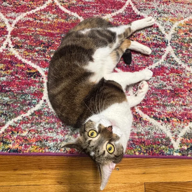 Kreacher thumbnail 2